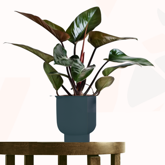 Philodendron tatei - Rojo Congo.