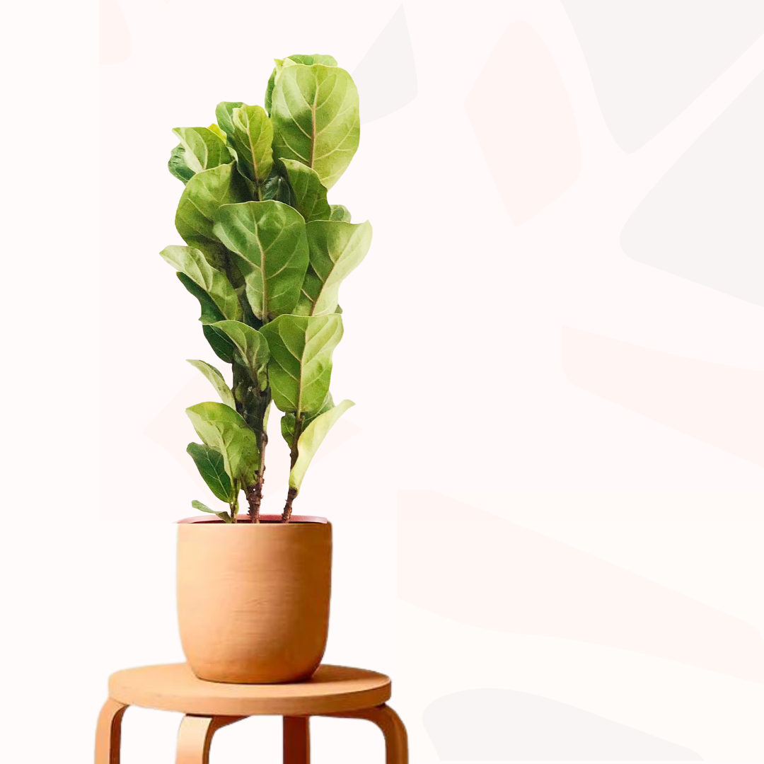Ficus lyrata - Bambino