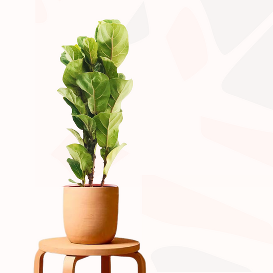 Ficus lyrata - Bambino