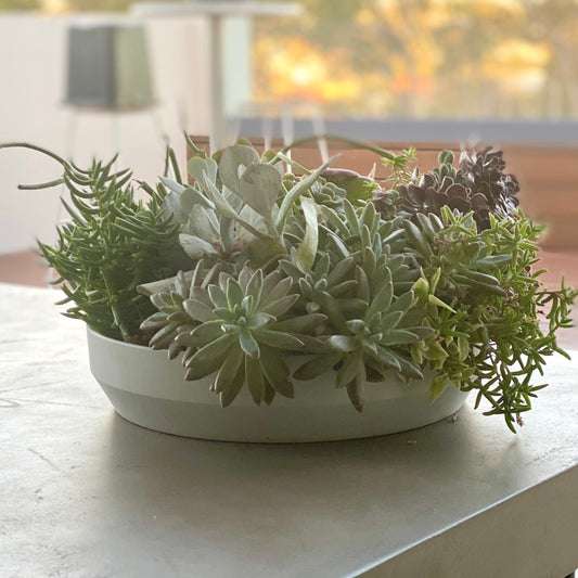 The Branch - Succulent Bowl - Le Botanist