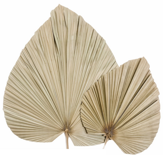 Dried Palm Leaf - Le Botanist