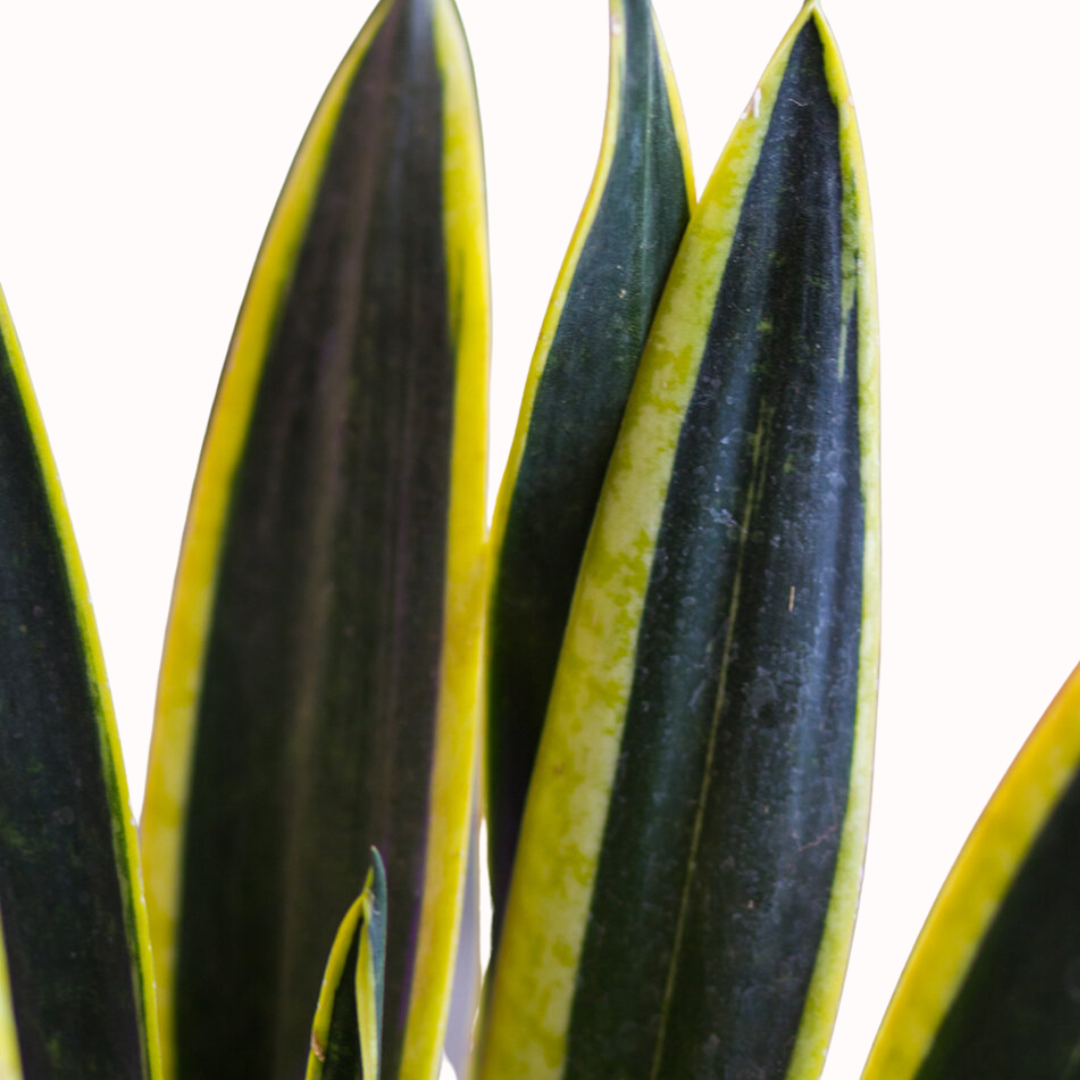 Sansevieria trifasciata 'Black Gold' - Mother-in-law's tongue