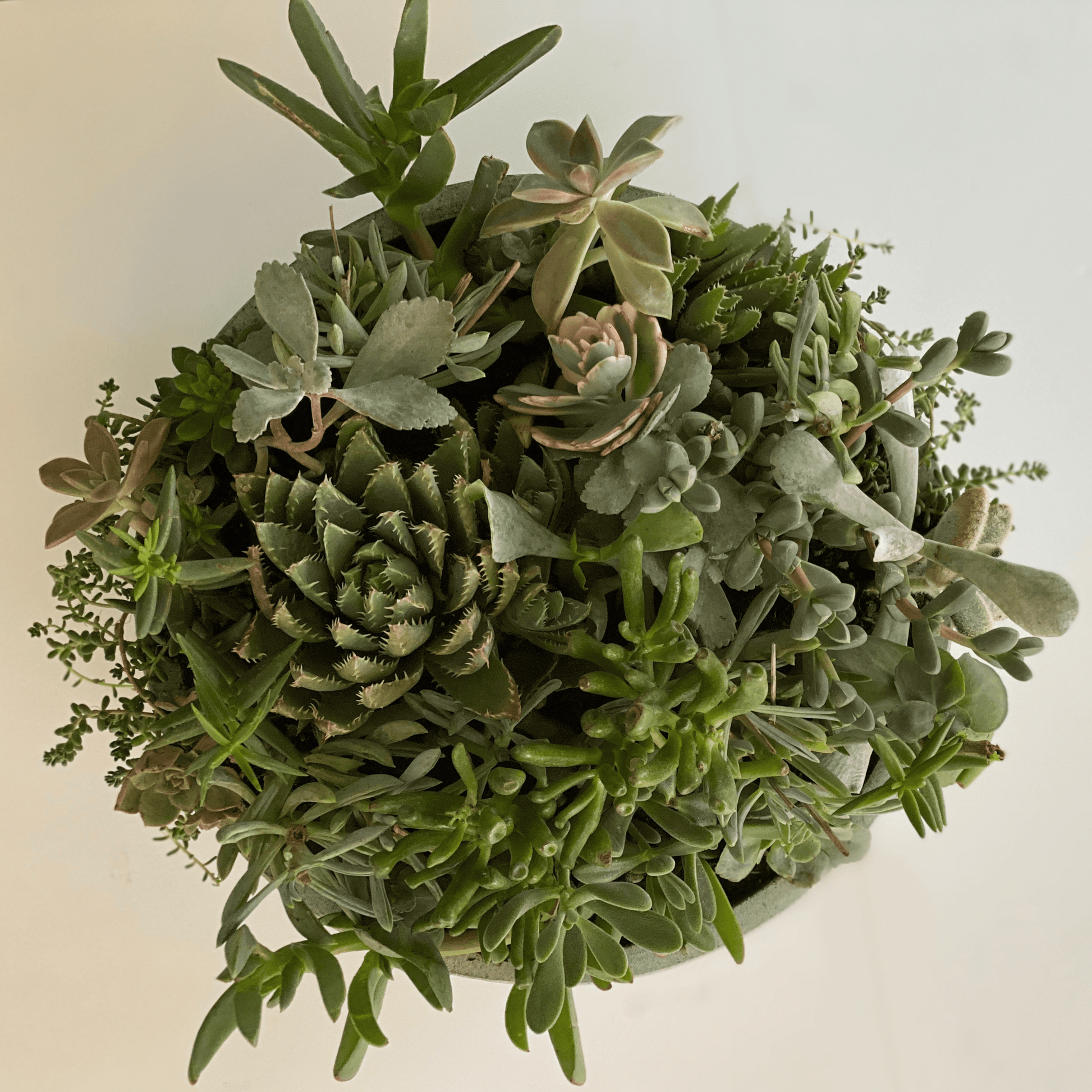 the stone series - Always Greener