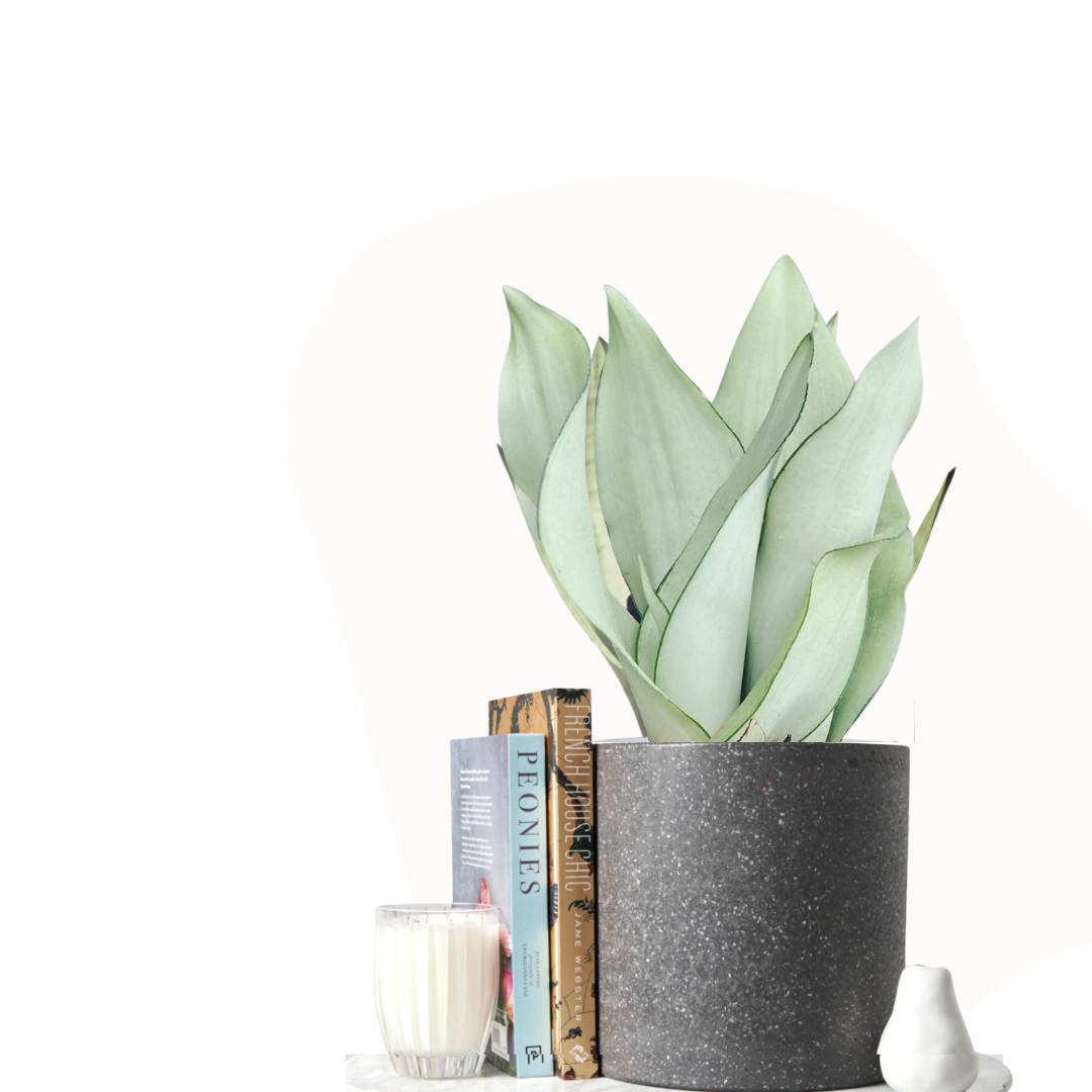 Sansevieria trifasciata 'Moonshine' - Mother-in-law's tongue