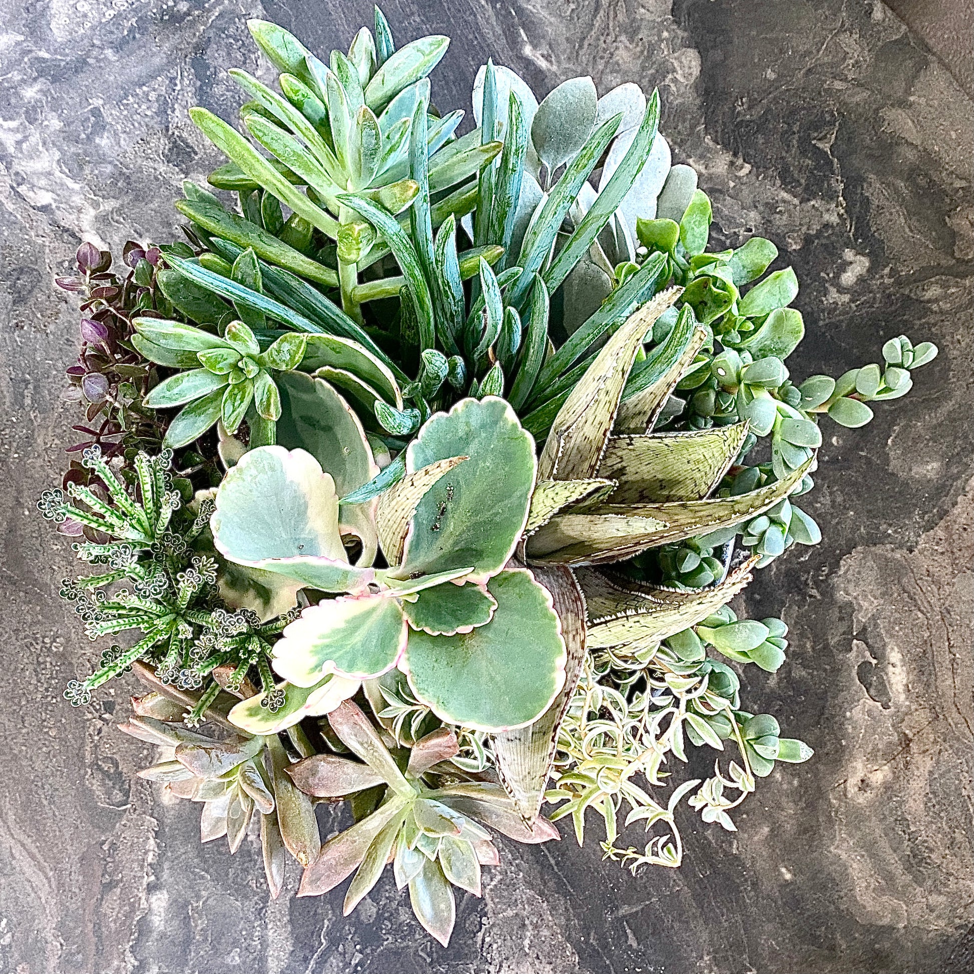 The Frond - Succulent Bowl - Le Botanist