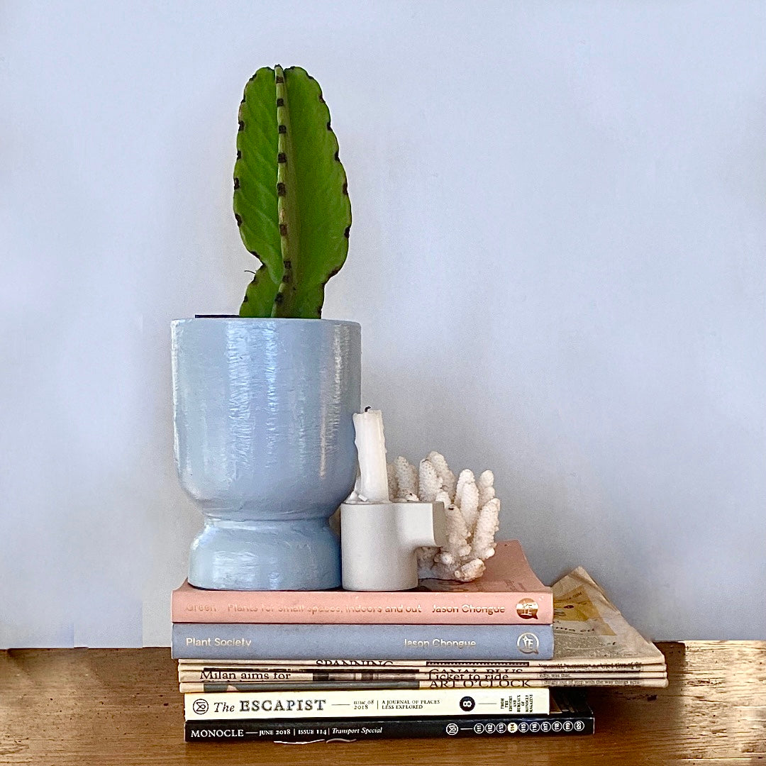 Euphorbia ingens - Candelabra Cactus - Le Botanist