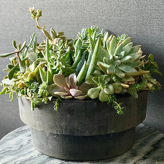 The Petal - Le Botanist