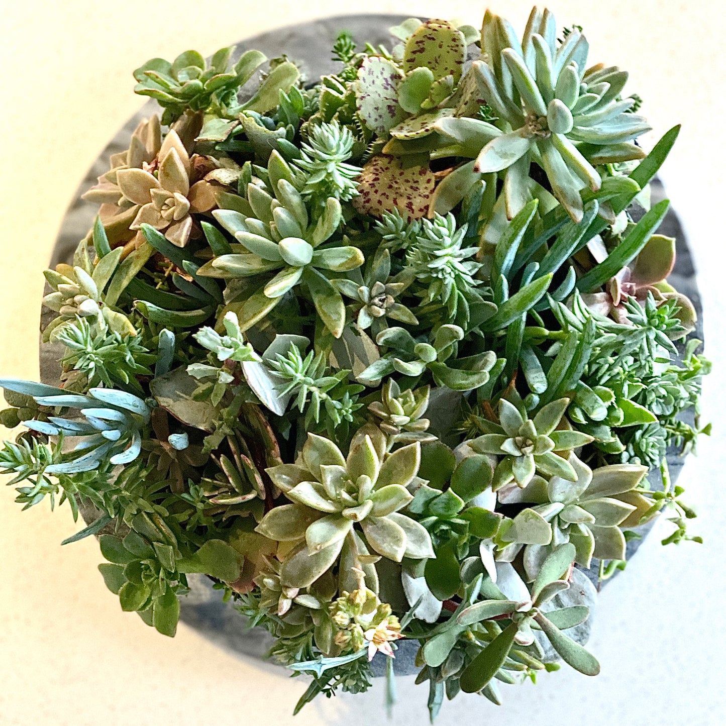 The Petal - Le Botanist