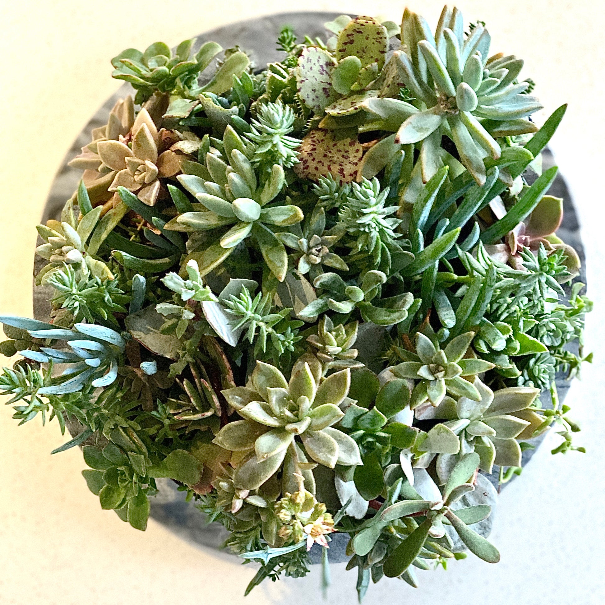 The Petal - Le Botanist