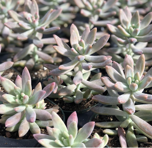 Sedum adolphii - Carnicolor - Le Botanist