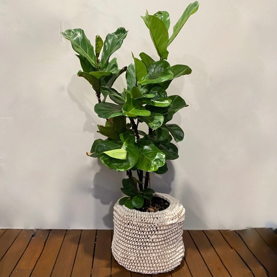 Pot Cover - Woven Ribbon - Le Botanist