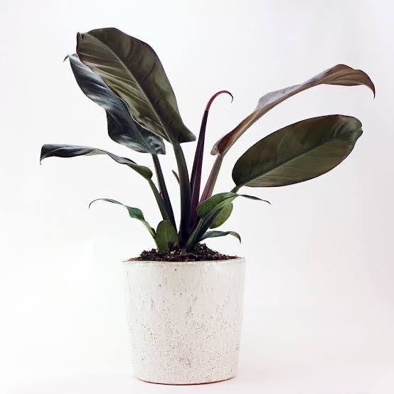 Philodendron tatei - Rojo Congo - Le Botanist