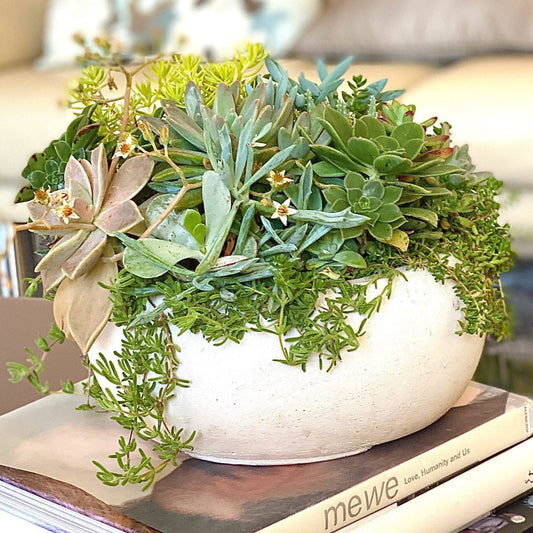 The Seed - Succulent Bowl - Le Botanist