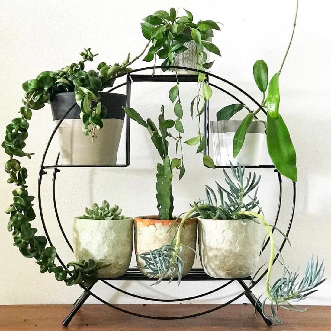 Senecio serpens - Blue Chalksticks - Le Botanist