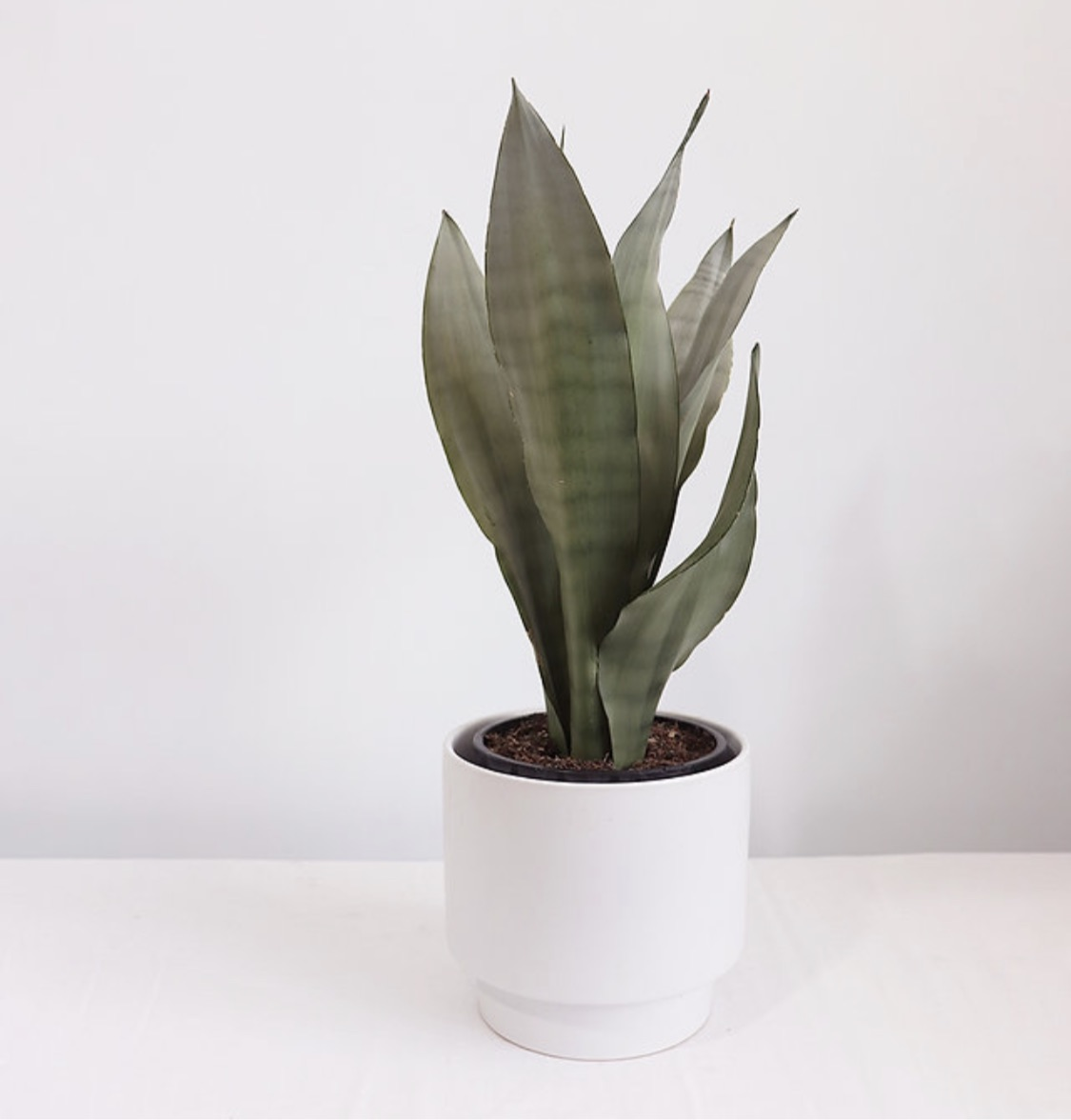 Sansevieria trifasciata - Mother-in-law's tongue (Moonshine) - Le Botanist