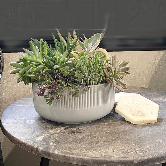 The Frond - Succulent Bowl - Le Botanist