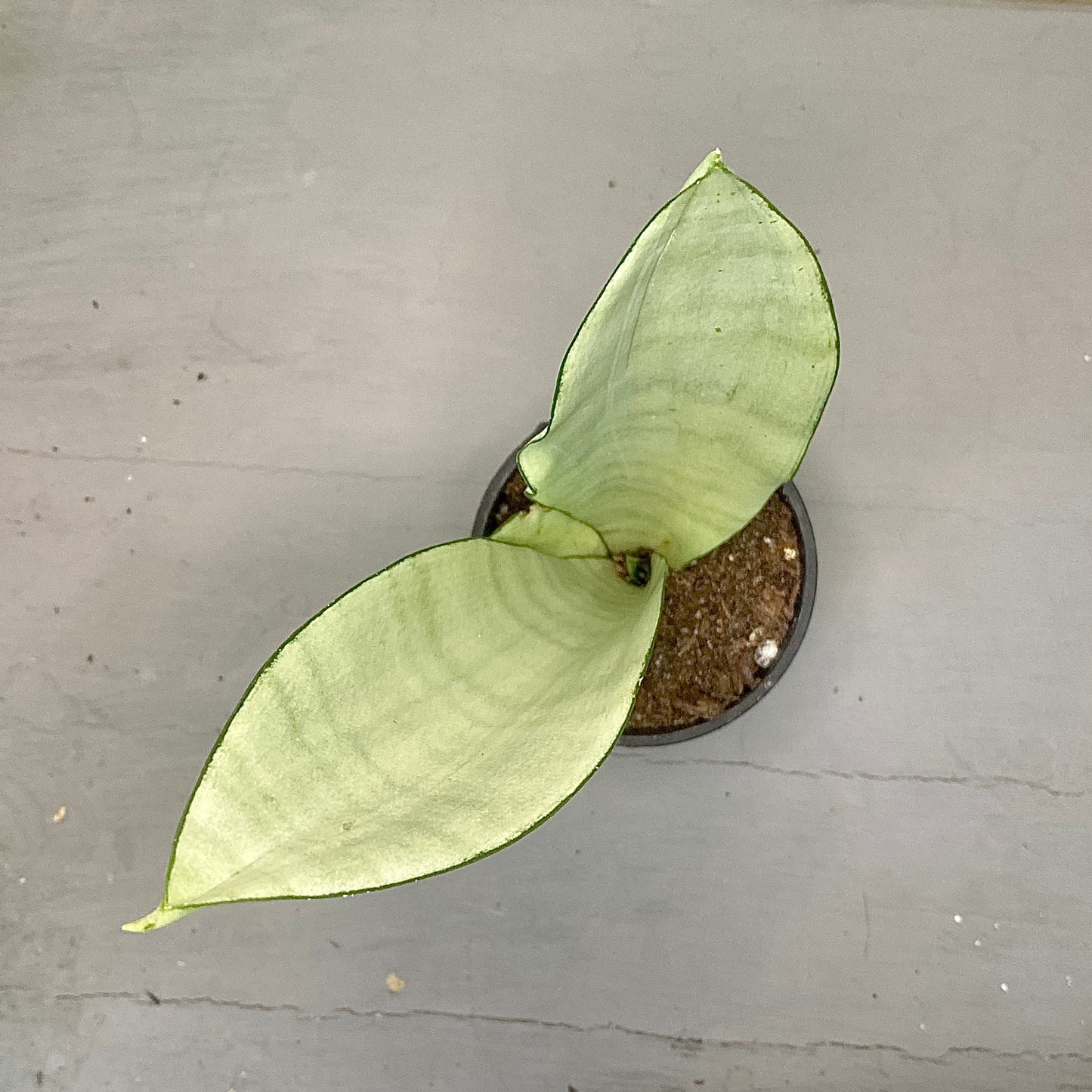 Sansevieria trifasciata - Mother-in-law's tongue (Moonshine) - Le Botanist