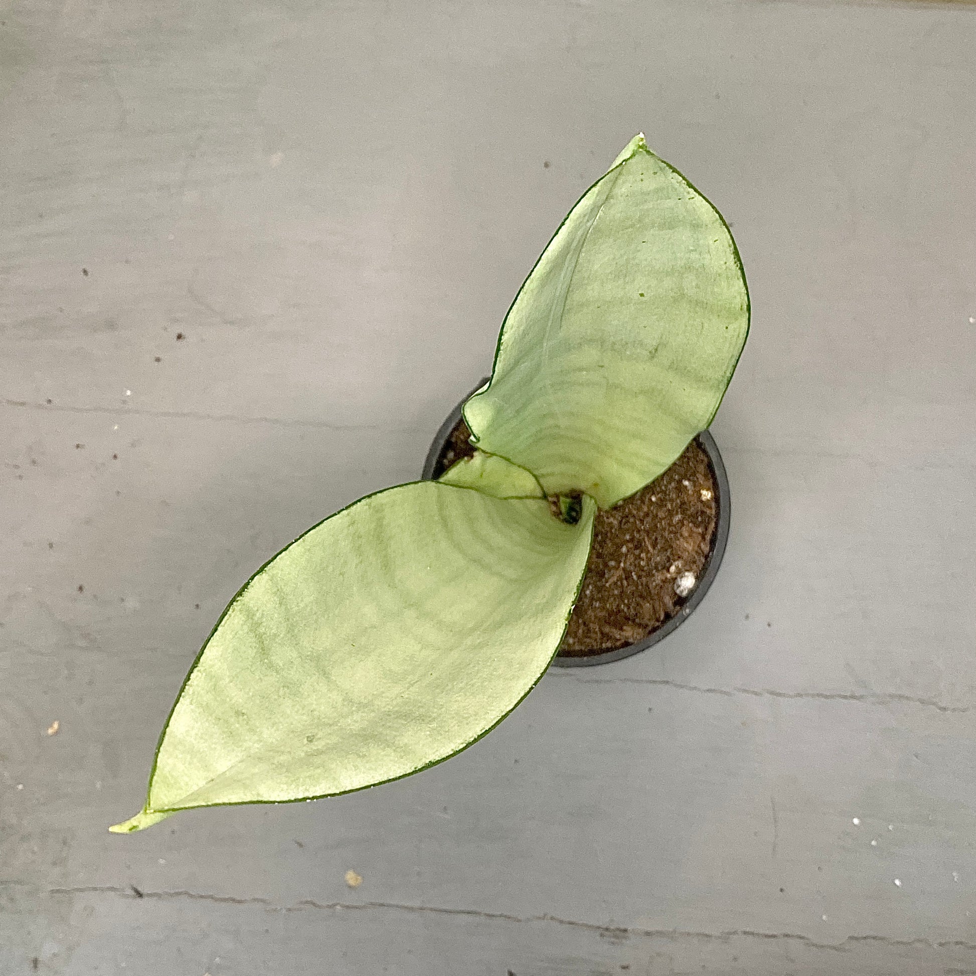 Sansevieria trifasciata - Mother-in-law's tongue (Moonshine) - Le Botanist