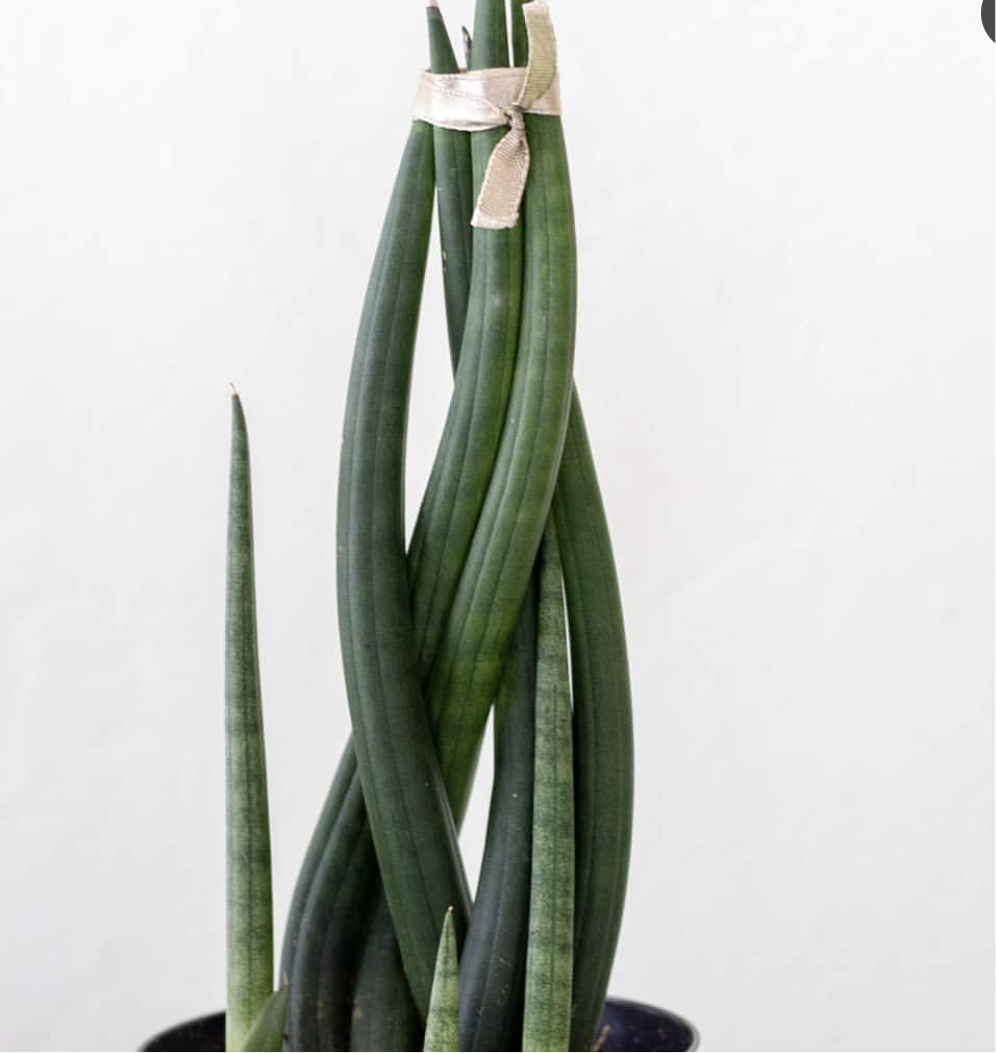 Sansevieria cylindrica - Mother-in-law's tongue (Cylindrical Snake Plant) - Le Botanist