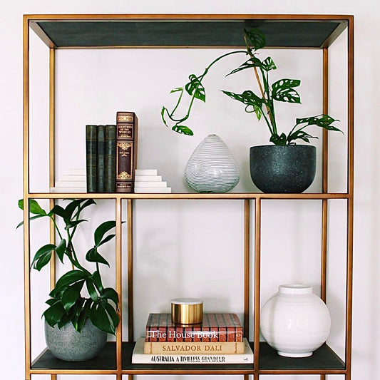 Monstera adansonii - Swiss Cheese Plant - Le Botanist