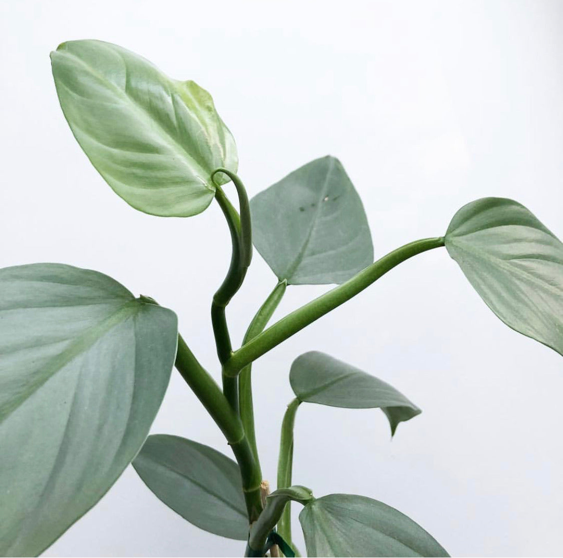 Philodendron hastatum - Silver Sword - Le Botanist