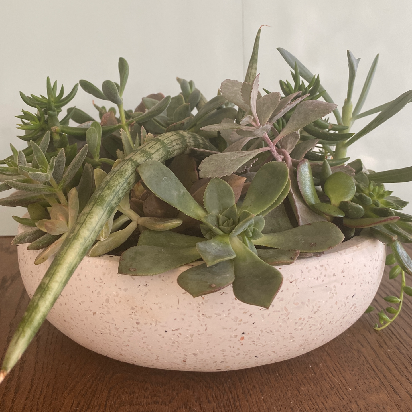 The Thorn - Succulent Bowl - Le Botanist