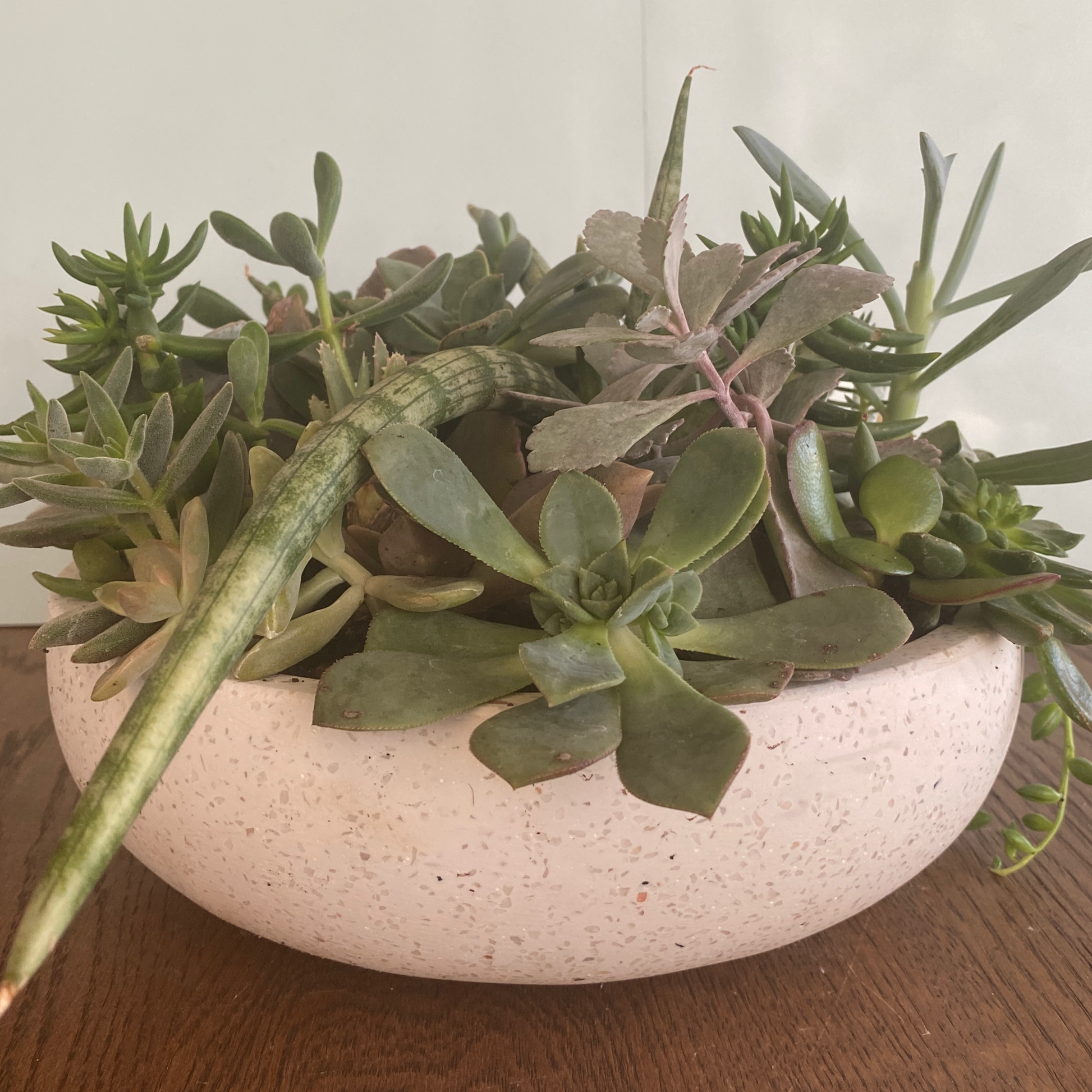 The Thorn - Succulent Bowl - Le Botanist